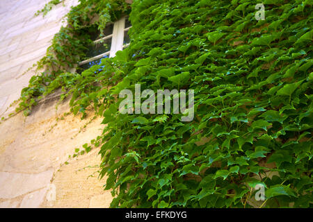 Vigne vierge sur un mur de pierre Banque D'Images