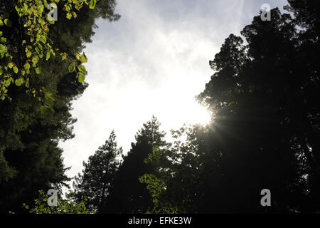 Soleil brillant par dessus des séquoias de la côte en une clairière avec l'Aulne rouge et l'érable arbres, Muir Woods, San Francisco, États-Unis Banque D'Images