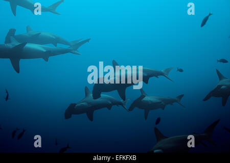 Grande école de requins-marteaux dans le bleu Banque D'Images