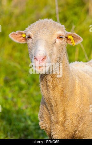 Portrait mouton de provence sur l'herbe gareoult 83 var france Banque D'Images