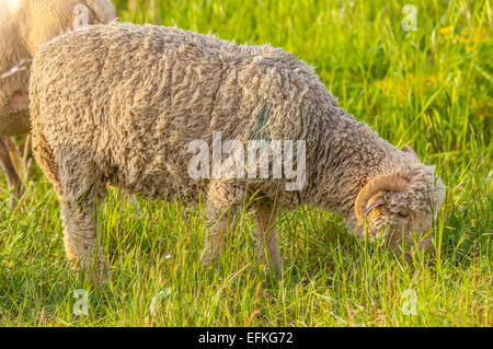 Portrait mouton de provence sur l'herbe gareoult 83 var france Banque D'Images