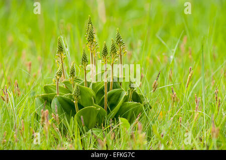 Une touffe de Neottia ovata listère (floraison) sur un bord de l'herbe sur le côté d'une route à Sandside dans Cumbria. Mai. Banque D'Images