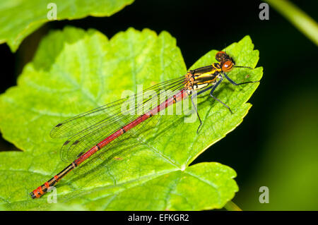 Grande libellule Pyrrhosoma nymphula (rouge), des profils forme féminine fulvipes, au repos sur une feuille en bois Hall Challan, Cumbria. Mai. Banque D'Images