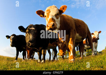 Le pâturage du bétail domestique sur l'Lotts à Silverdale, Cumbria. Peut Banque D'Images