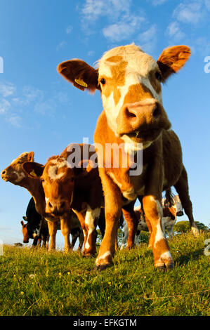 Le pâturage du bétail domestique sur l'Lotts à Silverdale, Cumbria. Peut Banque D'Images