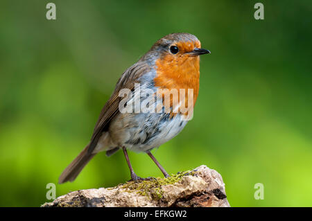 Robin (Erithacus rubecula aux abords) des profils perché sur un journal à l'EVAS en Cumbria. Mai. Banque D'Images