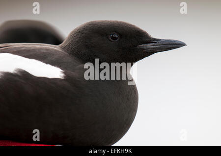 Le Guillemot à miroir (Cepphus grylle) Tête et épaules d'une aduly perché sur le mur du port à Oban, Argyll, Scotland. Mai. Banque D'Images