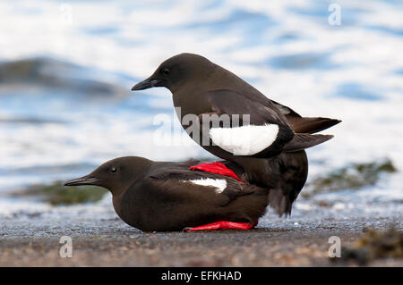 Le Guillemot à miroir (Cepphus grylle) adultes l'accouplement sur le mur du port à Oban, Argyll, Scotland. Mai. Banque D'Images