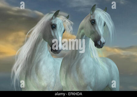 L'Arabian Horse Race a été développé dans les déserts de la péninsule arabique. Banque D'Images