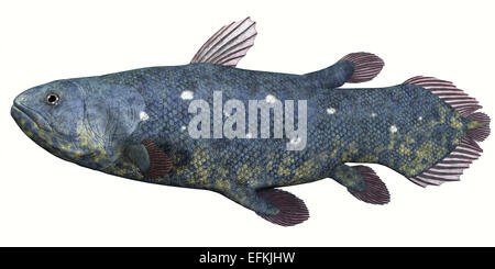 Poisson coelacanthe a été considérée comme disparue mais plusieurs spécimens vivants ont trouvé à existent encore dans les mers tropicales. Banque D'Images