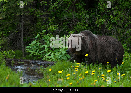 Marche à travers l'ours grizzli ruisseau près du lac Olive, Alberta Canada Banque D'Images