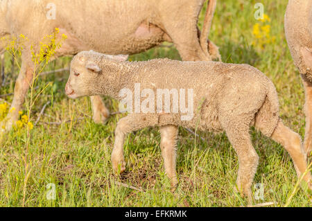 Agneau de provence sur l'herbe gareoult 83 var france Banque D'Images