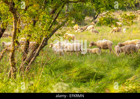 Mouton de provence sur l'herbe gareoult 83 var france Banque D'Images