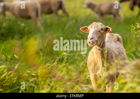 Portrait mouton de provence sur l'herbe gareoult 83 var france Banque D'Images