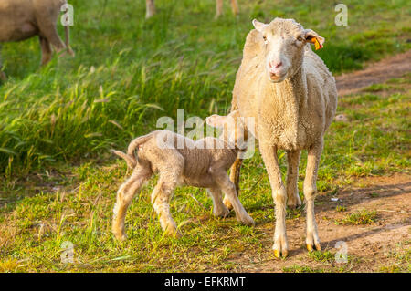 Agneau de provence s'allaitent sur l'herbe gareoult 83 var provence france Banque D'Images
