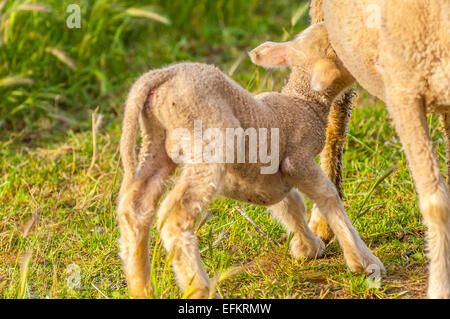Agneau de provence s'allaitent sur l'herbe gareoult un l'allaitement var 83 france Banque D'Images