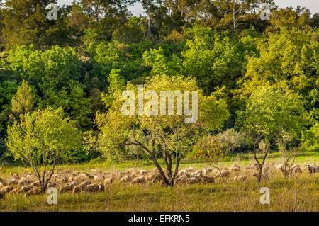 Paysage et mouton de provence sur l'herbe gareoult 83 var france Banque D'Images