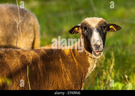 Portrait d'un mouton de provence sur l'herbe gareoult 83 var france Banque D'Images