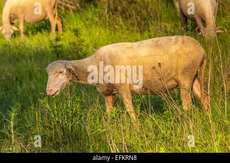 Portrait mouton de provence sur l'herbe gareoult 83 var france Banque D'Images