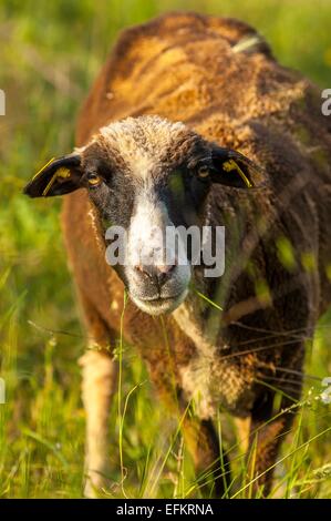 Portrait mouton de provence sur l'herbe gareoult 83 var france Banque D'Images