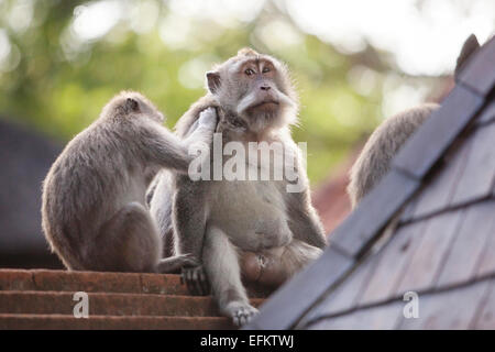 Une paire de macaque en Indonésie Banque D'Images