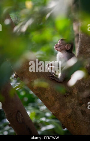 Un bébé singe macaque en Indonésie Banque D'Images