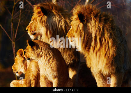 Quatre lions fermer ensemble dans une forêt Banque D'Images