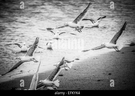 Image en noir et blanc de vol de mouettes de plage, îles Scilly, uk Banque D'Images