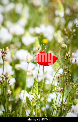 Pavot Rouge dans la région de Wild Flower meadow, îles Scilly, uk Banque D'Images