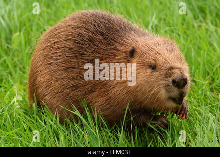 Un castor d'Eurasie (Castor fiber) à Escot Country Park,St.Mary,Devonshire Budleigh Salterton,UK,peut-être l'un des animaux qui se sont échappés.Un UK Banque D'Images