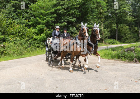 La concurrence pour les voitures traditionnelles Iternational 'La Venaria Reale', transport : vis a vis, Cheval:une paire de Gelderlander, Italie Banque D'Images