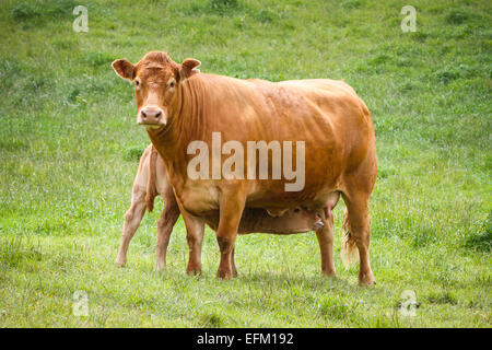 Portrait de vache et veau d'alimentation dans le champ Banque D'Images