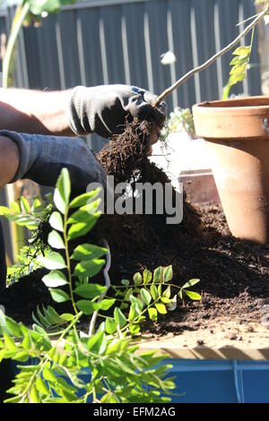 Séparer la plante Curry, Murraya Koenigii Plants Banque D'Images