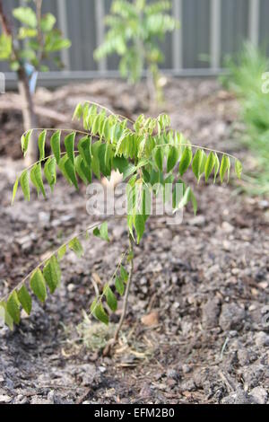 L'usine de cari - Murraya Koenigii Seedling Banque D'Images