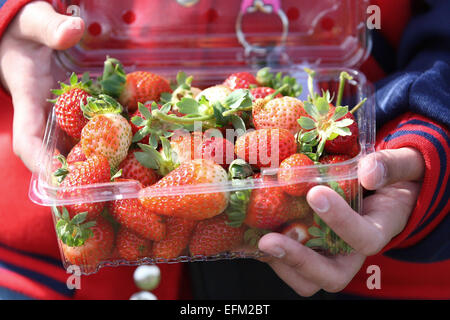 Close up of hands holding fresh strawberries dans un punnett Banque D'Images