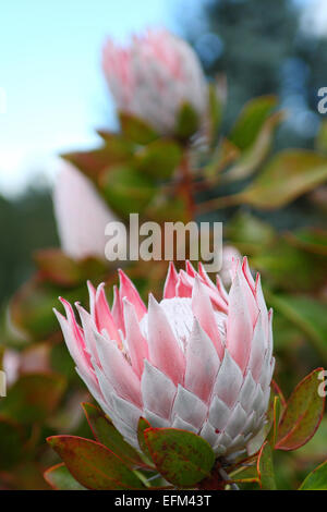 (Photo:PROTEA Protea King) Banque D'Images