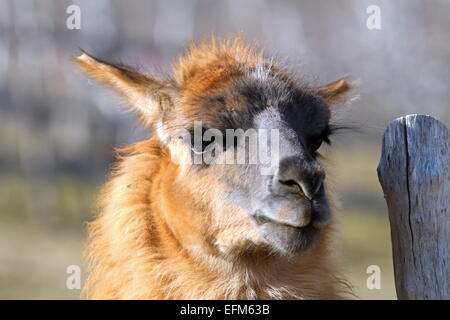 Portrait de lama cracheur, debout près de la barrière en bois Banque D'Images