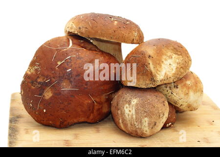 Bande de boletus edulis collectées à partir de la forêt, pour la cuisson Banque D'Images