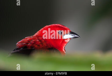 Close up head shot of a male Brazilian tanager Banque D'Images