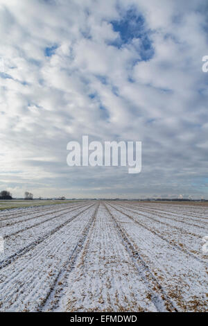 Champs de tulipes en hiver en attendant le printemps, couverts par la paille et d'une couche de neige fraîche près de Voorhout, Hollande méridionale, Pays-Bas. Banque D'Images