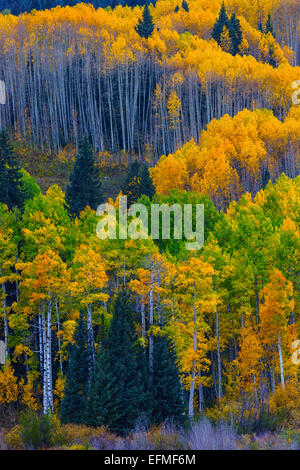 Les trembles de l'Ohio passent à l'extérieur de Crested Butte Colorado brillent dans le belles couleurs d'automne de jaune, or et vert Banque D'Images