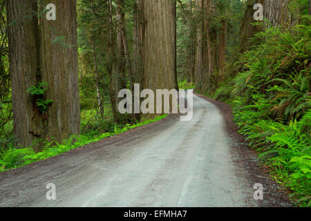 Howland Hill Road serpente à travers des séquoias (Sequoia sempervirens) dans la région de Redwood National Park et Jedediah Smith Redwoods Sta Banque D'Images