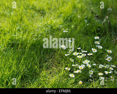 La camomille dans une herbe, close-up Banque D'Images