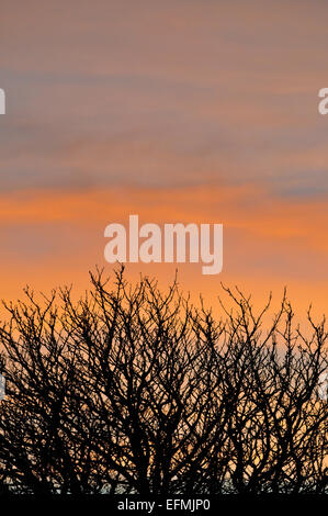 Aberystwyth, Pays de Galles, Royaume-Uni. 7 Février, 2015. Météo britannique. 'Red sky at night, Shepherds Delight" va à l'ancien temps de la rime, de sorte que le ciel du soir à Aberystwyth (vu à travers un marronnier) devrait énoncer clairement le beau temps à venir Crédit : John Gilbey/Alamy Live News Banque D'Images