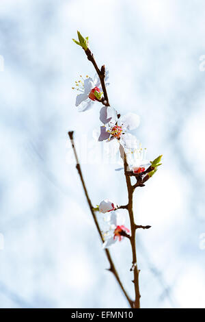 Snow White 2. Vue rapprochée d'une brindille sakura japonais plein de fleurs de cerisier blanc contre l'arrière-plan flou blanc et lisse Banque D'Images