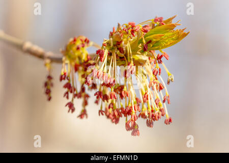 Le sirop d'arbre en fleur au printemps Banque D'Images