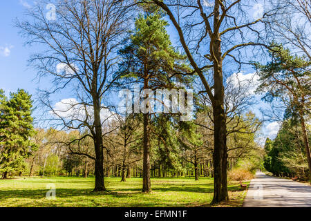 Allée du parc au printemps Banque D'Images