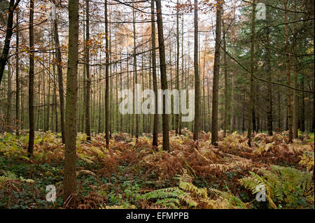 Arbres de la forêt de Wyre Angleterre Worcestershire Banque D'Images