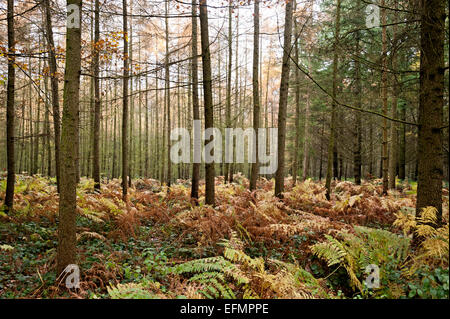 Arbres de la forêt de Wyre Angleterre Worcestershire Banque D'Images