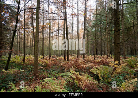 Arbres de la forêt de Wyre Angleterre Worcestershire Banque D'Images